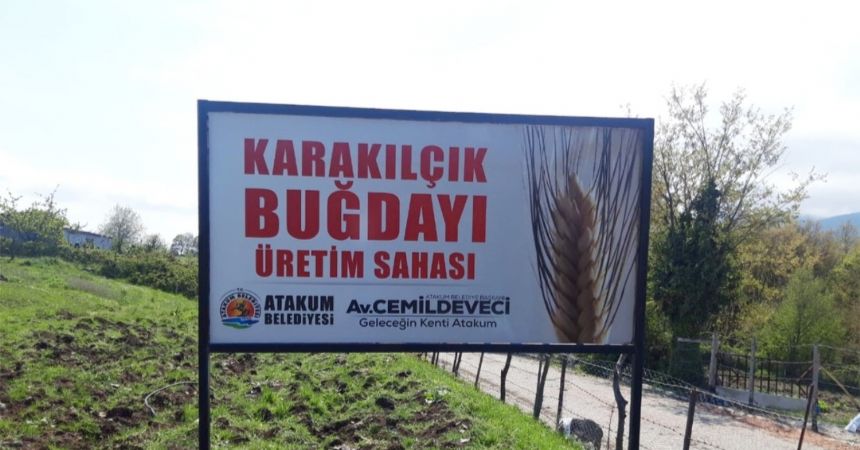 Atakum'da karakılçık buğdayı Atakum'da karakılçık buğdayı