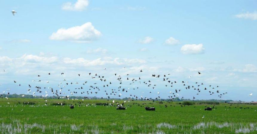 Kuş cenneti 'kesin korunacak'