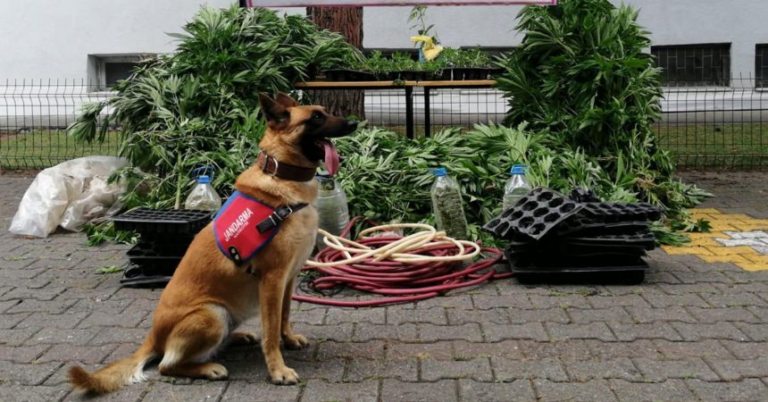 Ozon kenevir bahçesi buldu!