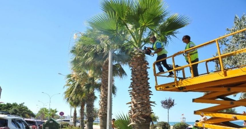Palmiyelere bakım yapıldı