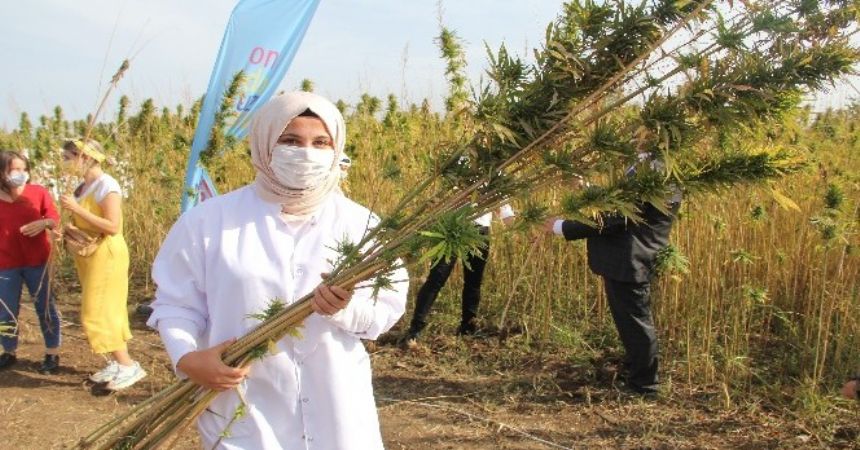 Samsun'da yerli kenevir hasadı Samsun'da yerli kenevir hasadı