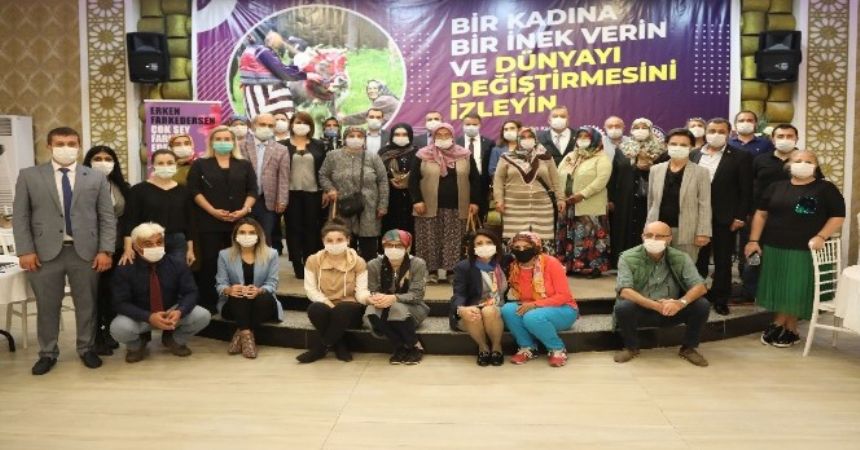 Atakum'da inek dağıtım projesi Atakum'da inek dağıtım projesi