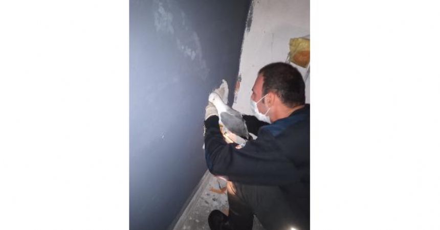 Martı için duvarı deldiler