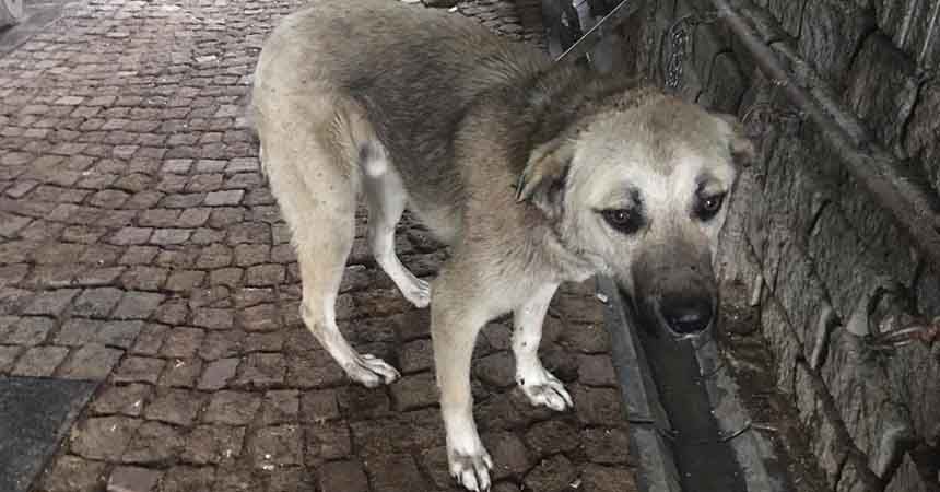 Yaralı köpeklere belediye şefkati