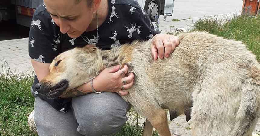 Can dostlara derman oluyorlar Can dostlara derman oluyorlar