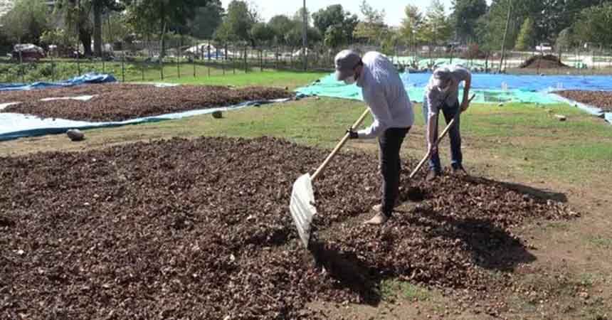 Fındığın kalitesi çiftçiyi sevindirdi Fındığın kalitesi çiftçiyi sevindirdi