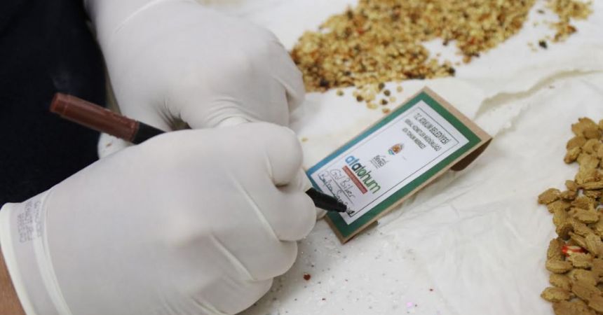 Üreticiye ata tohum desteği