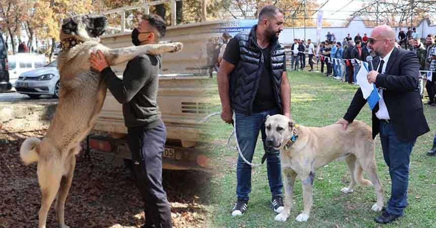 Çoban köpekleri podyuma çıktı