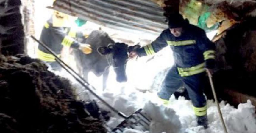 Hayvanları itfaiye kurtardı