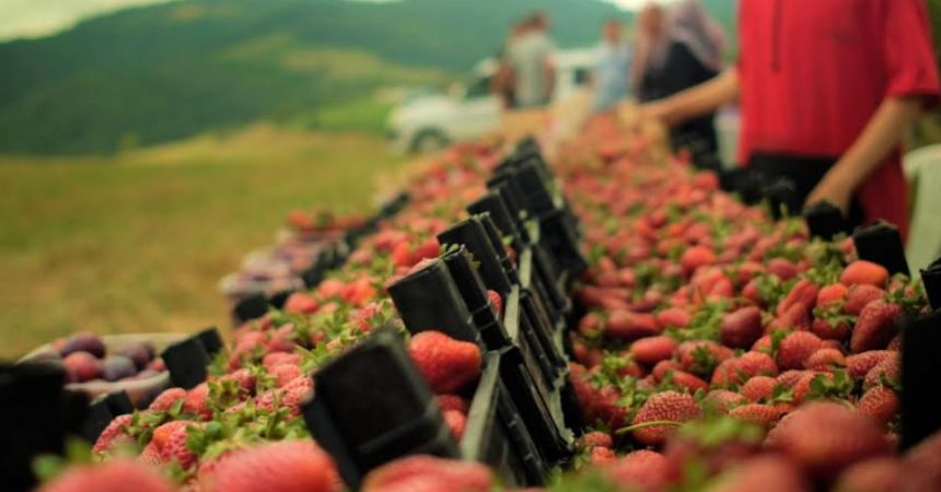 Alaçam'da çilek şenliği