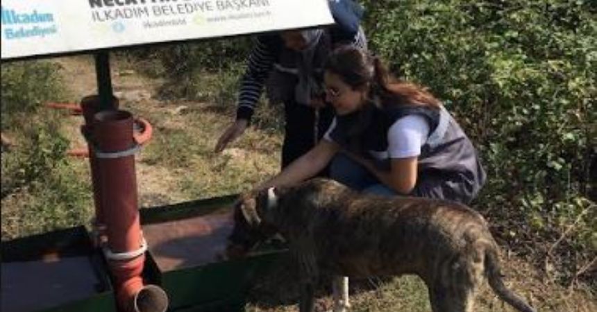 Can dostlara su ve mama