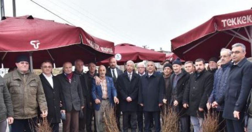 Tekkeköy'de 2500 kestane fidanı