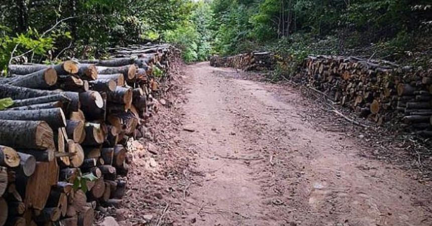 Altın için doğa katliamı