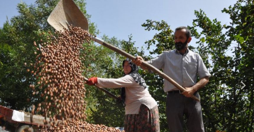 Fındık üretimi profesyonelleşecek