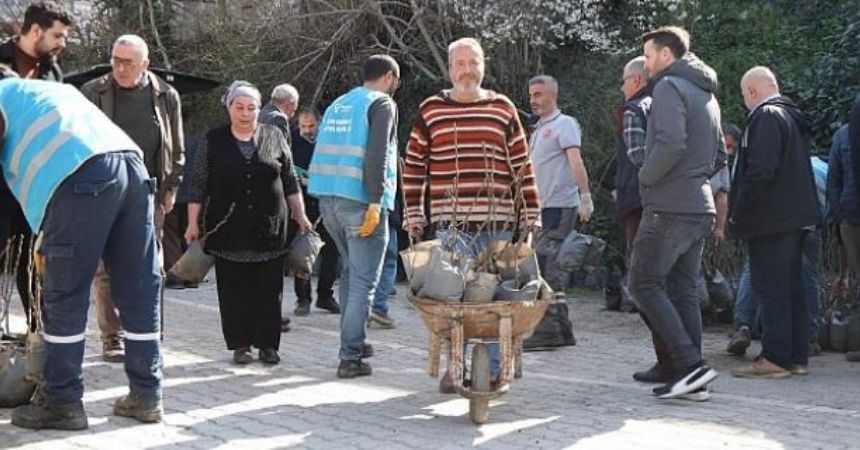 Tekkeköy'de incir fidanı dağtıldı