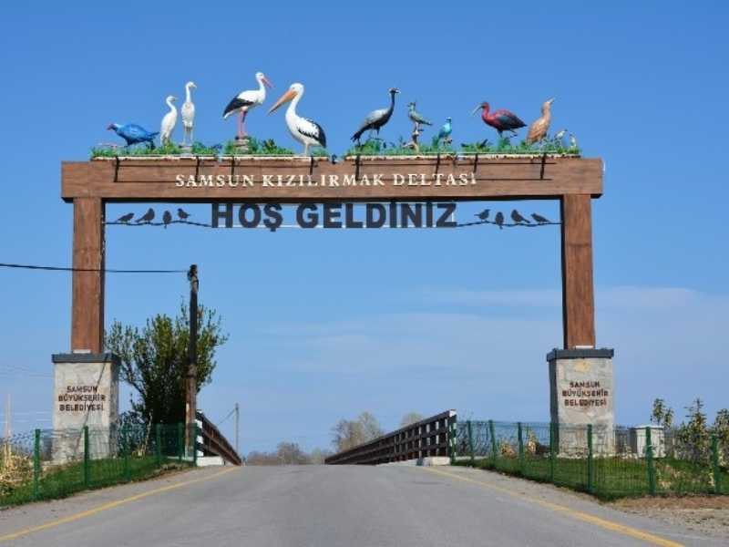 Kızılırmak Deltası’nda Turna Sesleri Kızılırmak Deltası’nda Turna Sesleri