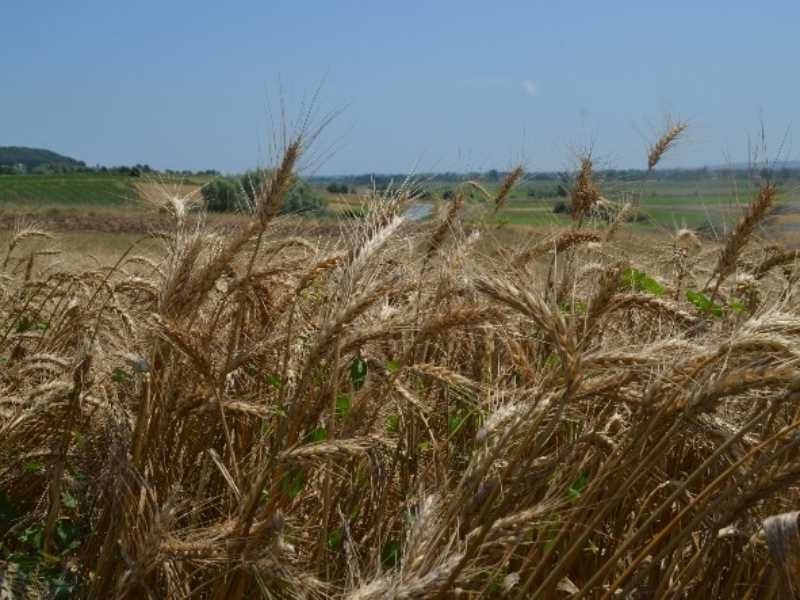 Şimdi Hasat Zamanı Şimdi Hasat Zamanı