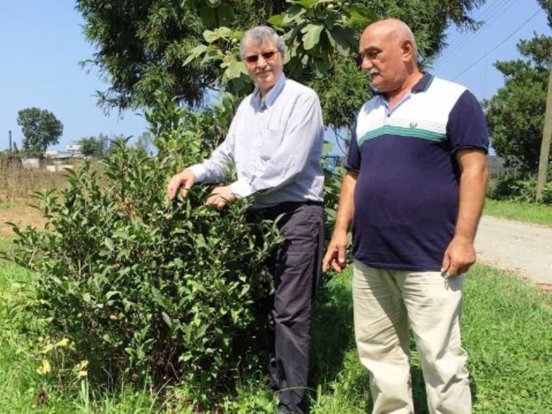 Bitkilerin Gen Haritası Oluşturuluyor Bitkilerin Gen Haritası Oluşturuluyor