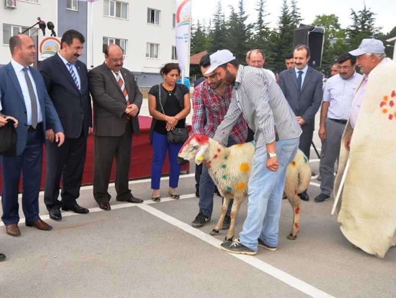 Damızlık Koçlar Dağıtıldı Damızlık Koçlar Dağıtıldı