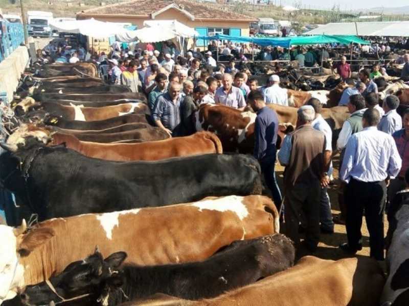 Kurban Pazarı Hareketlendi Kurban Pazarı Hareketlendi