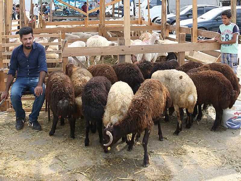 Satılamayan Kurbanlıkları Devlet Alacak Satılamayan Kurbanlıkları Devlet Alacak