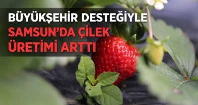 Büyükşehir Destekliyor, Çilek Üretimi Artıyor Büyükşehir Destekliyor, Çilek Üretimi Artıyor