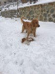 Pascal ve Püskül’ün dostluğu