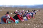 ‘Beyaz altın’ın ekimi başladı