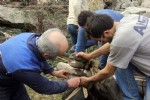 Boğalar, güreş için nallanıyor