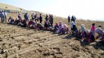 Sarımsak diken kadınlara, pasta sürprizi