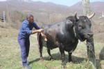 Boğasıyla arkadaş gibi yaşıyor