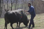 Boğasıyla arkadaş gibi yaşıyor