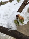 Kar yağışı fındığa yaradı!