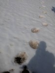 Ayılar kış uykusundan uyandı!