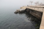 Karadeniz’de balık ölümleri
