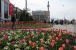 Giresun lalelerle renklendi
