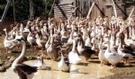 Gıda, tarım ve hayvancılık için 8 milyonluk proje