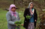 Isırgan otuyla organik gıdadan, organik giyime