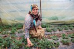 Osmanlı Çileği gün sayıyor