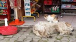 Kedi ile köpeğin şaşırtan dostluğu