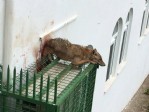 Köpekden kaçan çakal klimaya sıkıştı