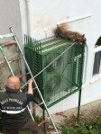 Köpekden kaçan çakal klimaya sıkıştı