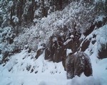 Yaban hayatı fotokapanla izleniyor