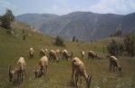 Yaban hayatı fotokapanla izleniyor