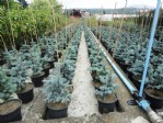 Ordu’da 2 milyonu aşkın fidan üretilecek