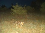 Yaban hayvanları fotokapanlara yakalandı