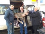Yaralı karacalara şefkat eli