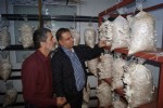 Çay ve fındığa ek gelir istiridye mantarı