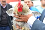Süs tavukları açık arttırmayla satıldı