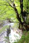 Avrupa'nın Yellowstone'u Giresun Kuzalan'da